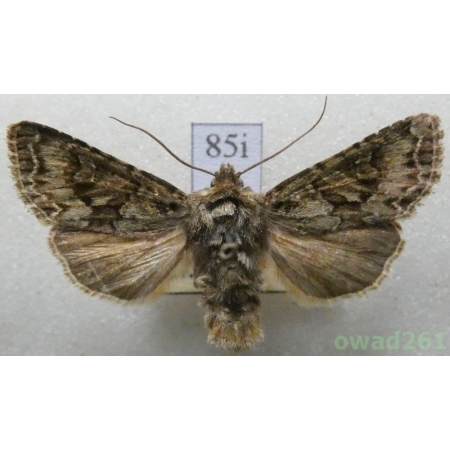 Hada plebeja (Linnaeus, 1761) Czech85i